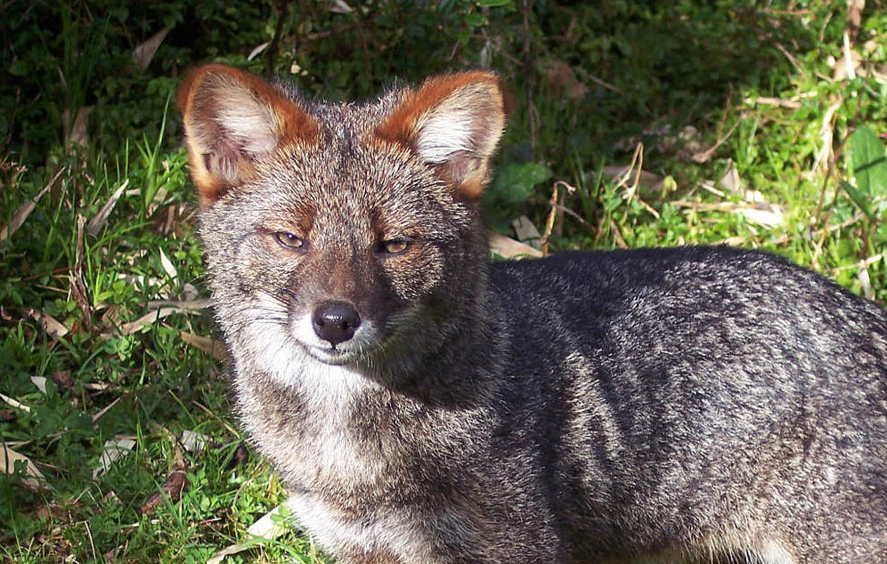 Darwin’s fox